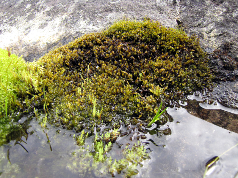 Hygrohypnum polare